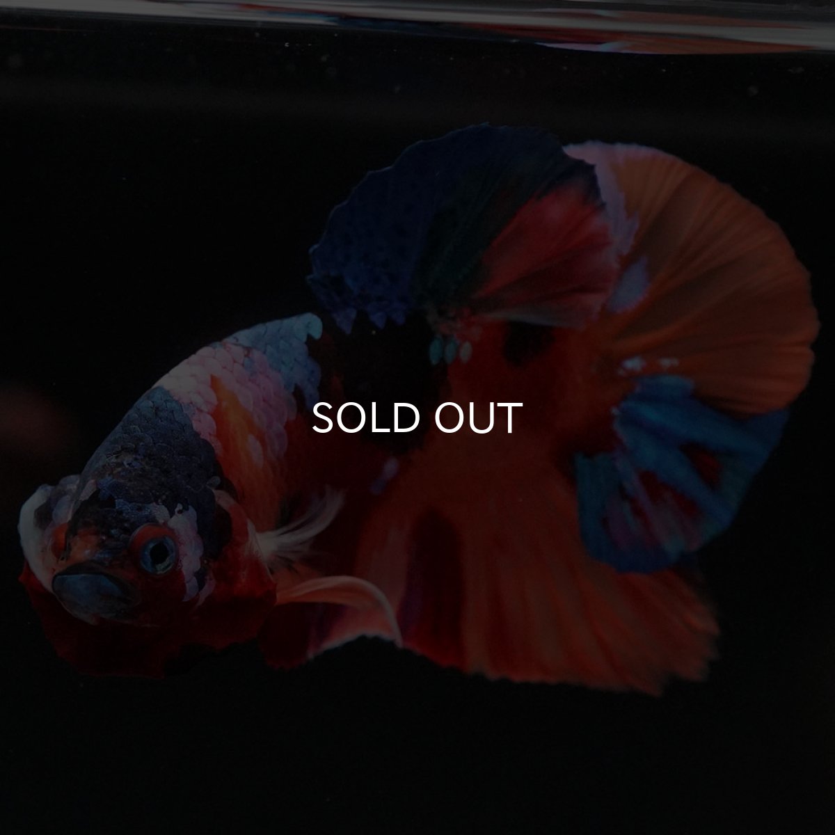 画像8: HMPK キャンディギャラクシー (8)