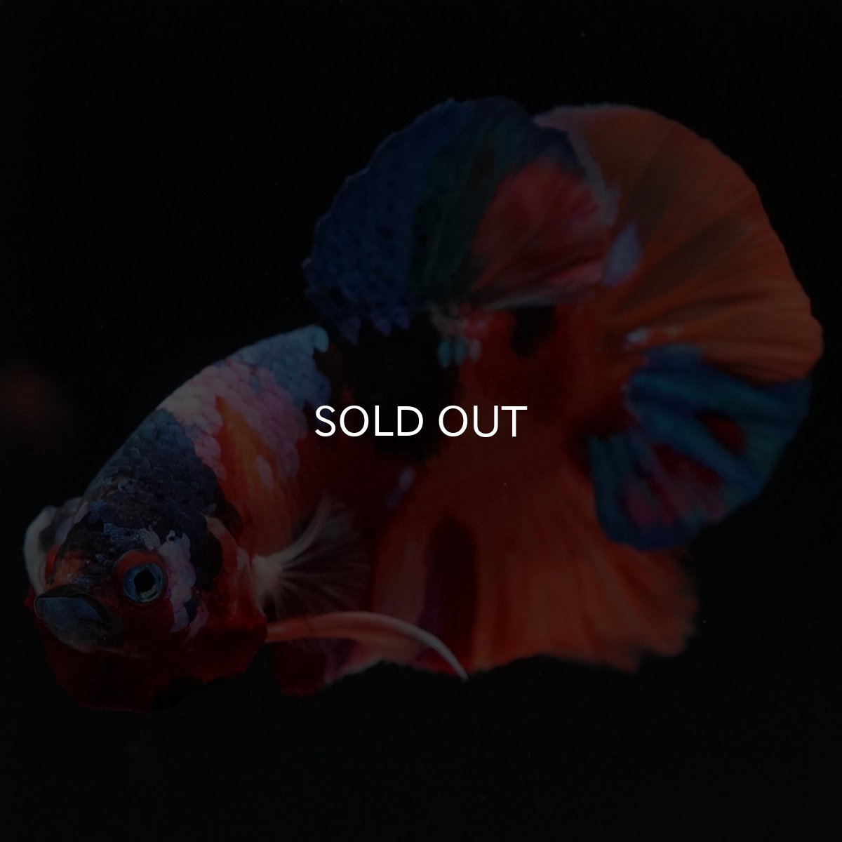 画像7: HMPK キャンディギャラクシー (7)