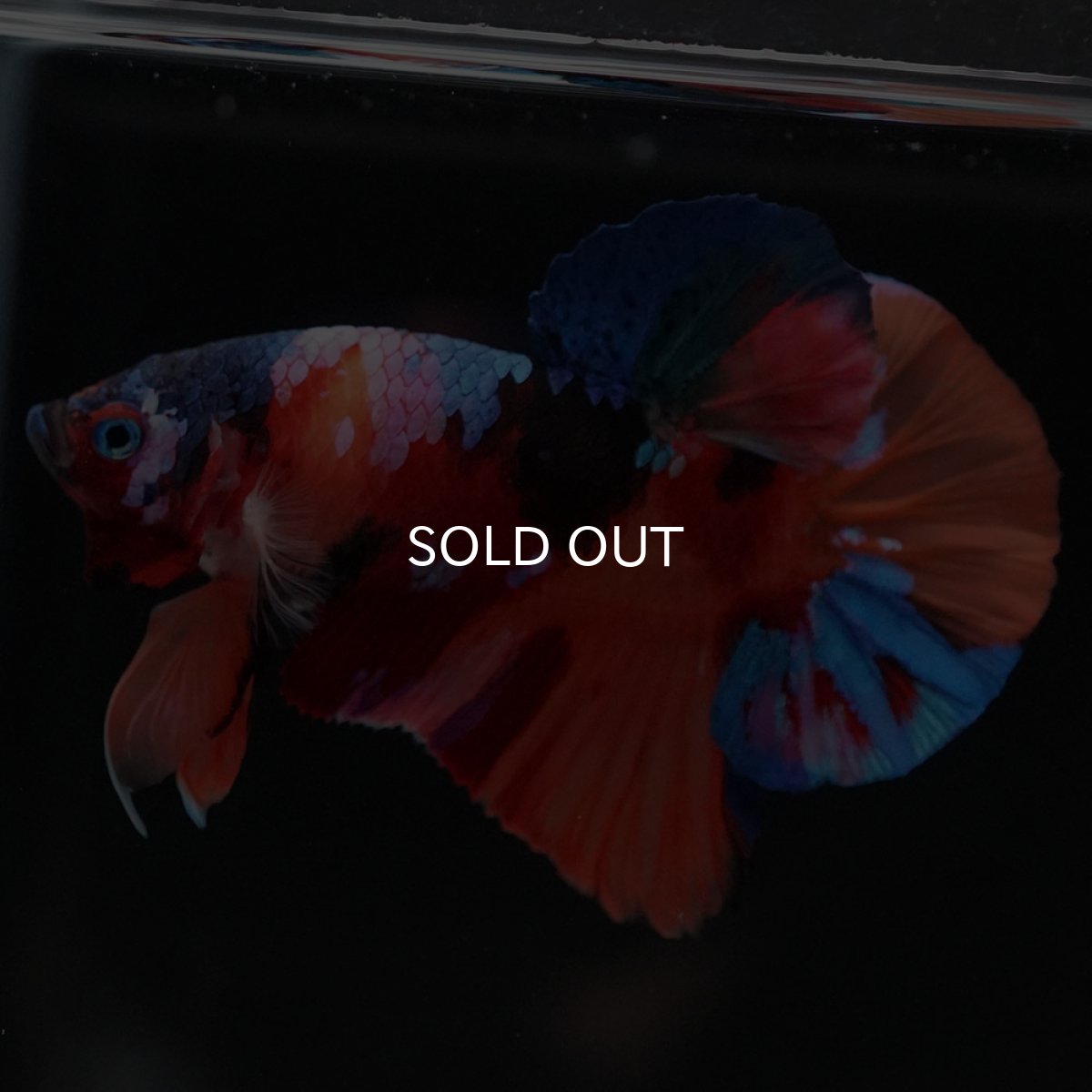 画像5: HMPK キャンディギャラクシー (5)