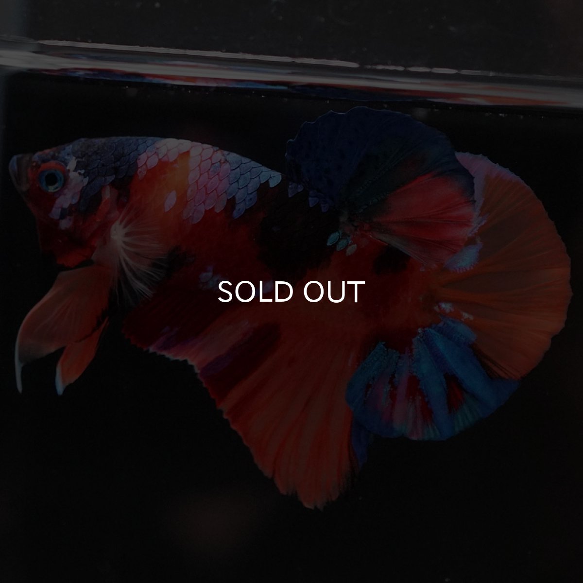 画像2: HMPK キャンディギャラクシー (2)