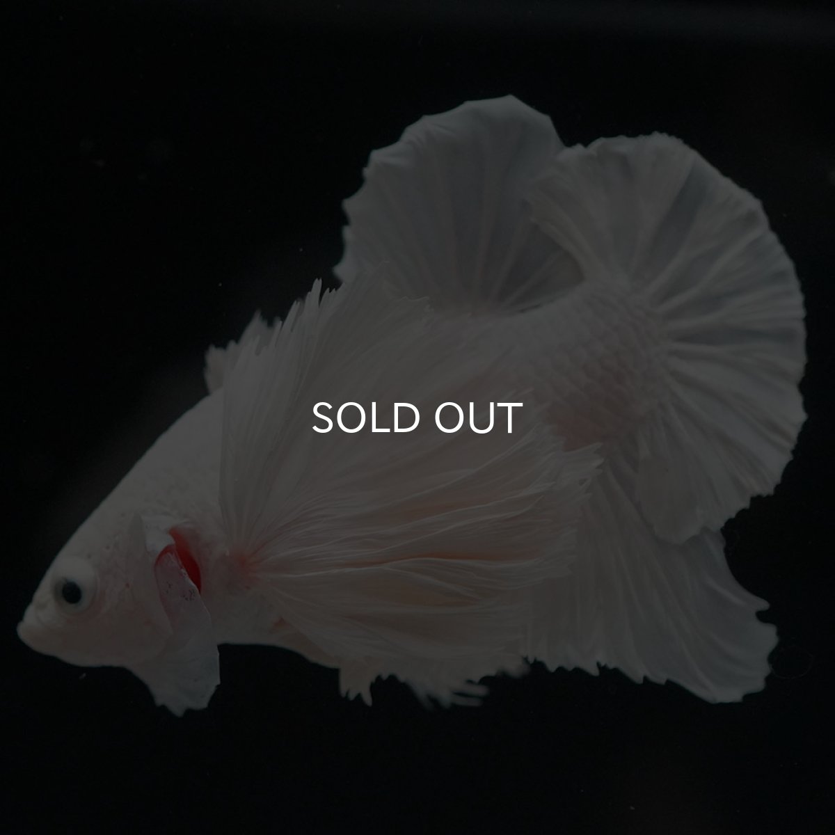 画像8: HMPKダンボ ホワイト (8)