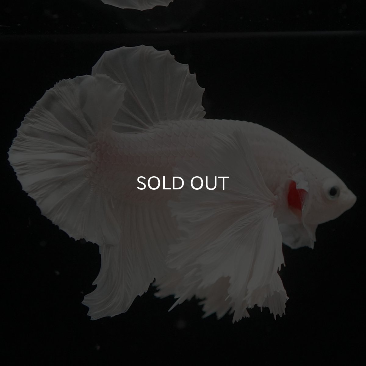 画像2: HMPKダンボ ホワイト (2)