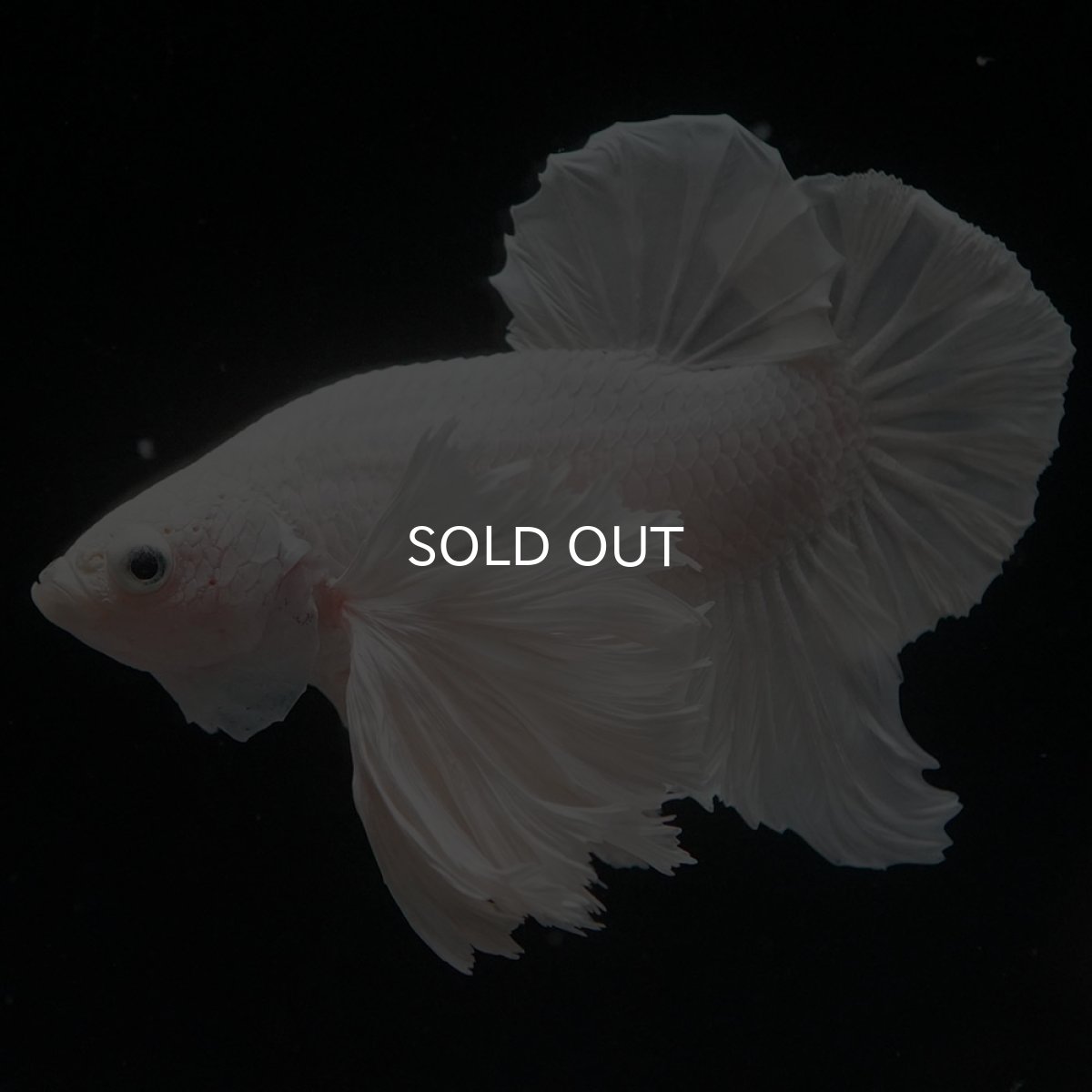 画像5: HMPKダンボ ホワイト (5)