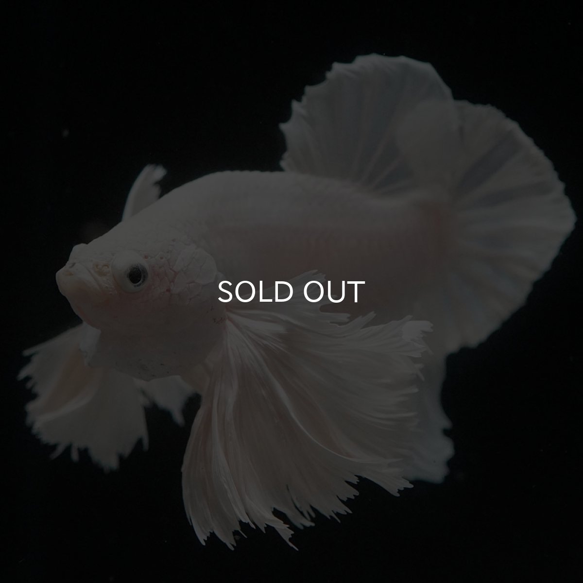 画像3: HMPKダンボ ホワイト (3)