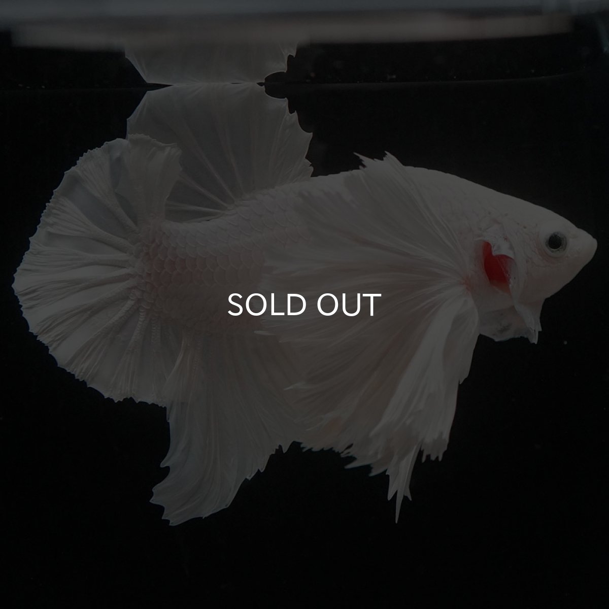 画像4: HMPKダンボ ホワイト (4)