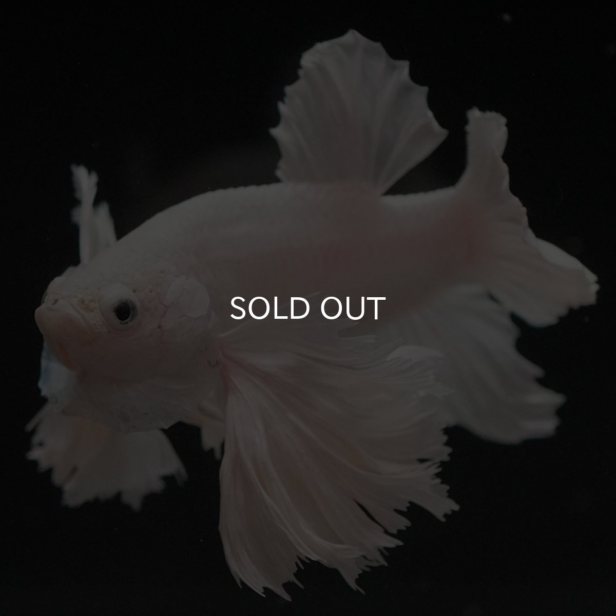 画像6: HMPKダンボ ホワイト (6)