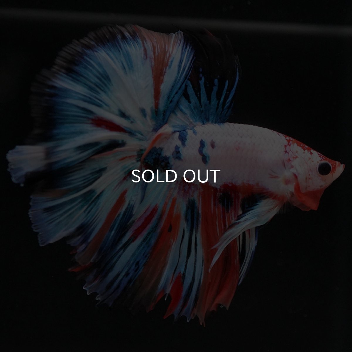 画像7: HM　キャンディレインボー (7)