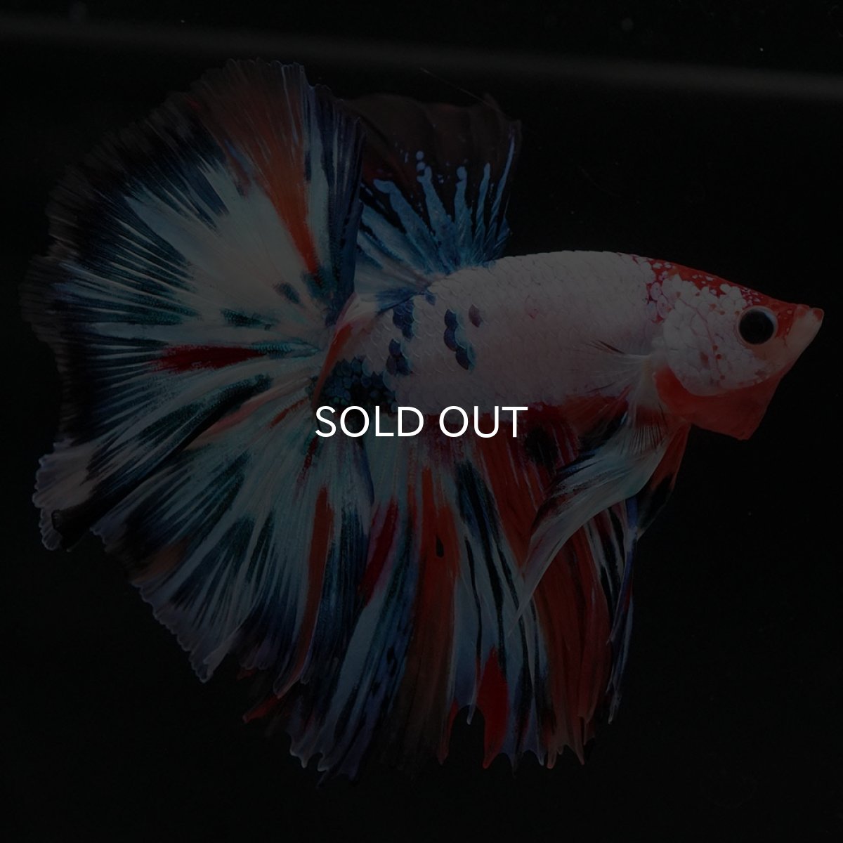 画像5: HM　キャンディレインボー (5)