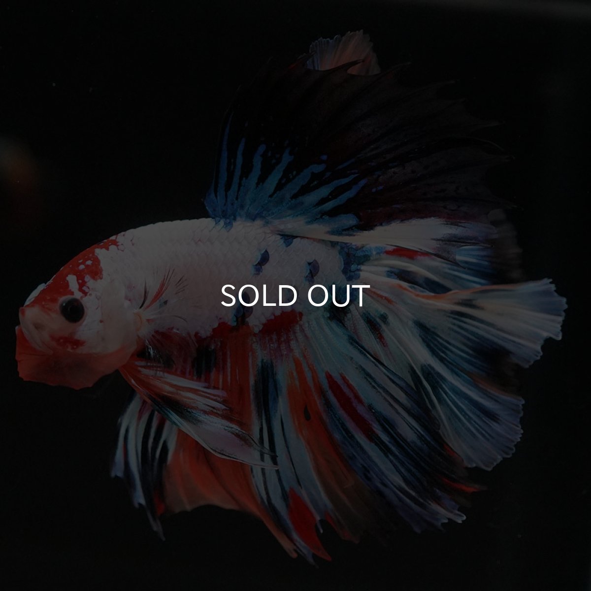 画像6: HM　キャンディレインボー (6)