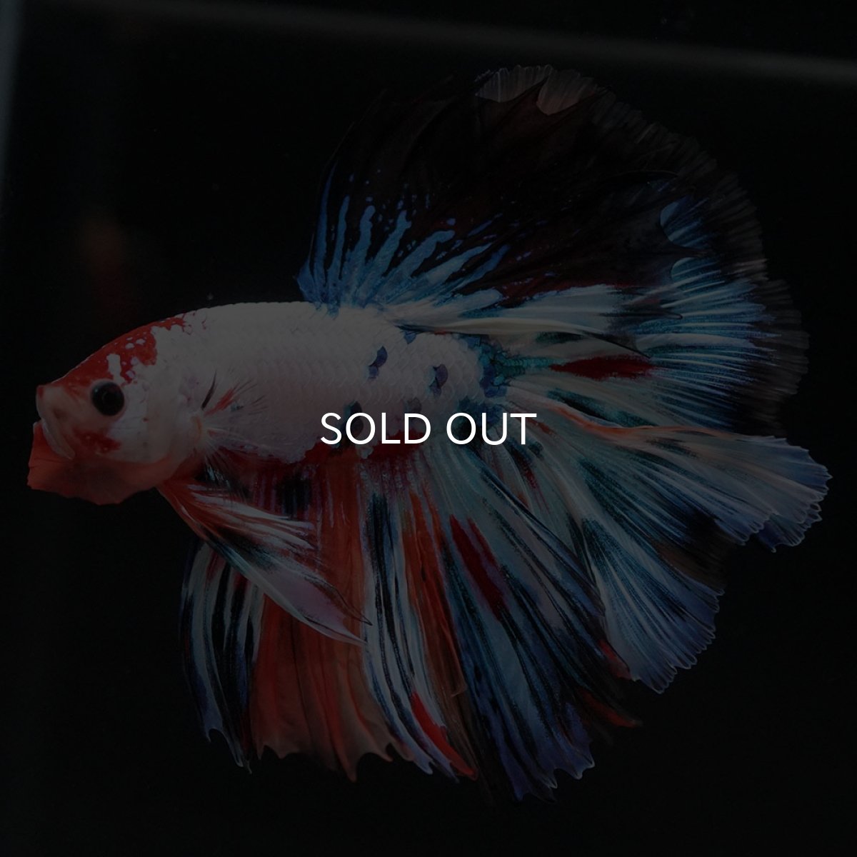 画像4: HM　キャンディレインボー (4)