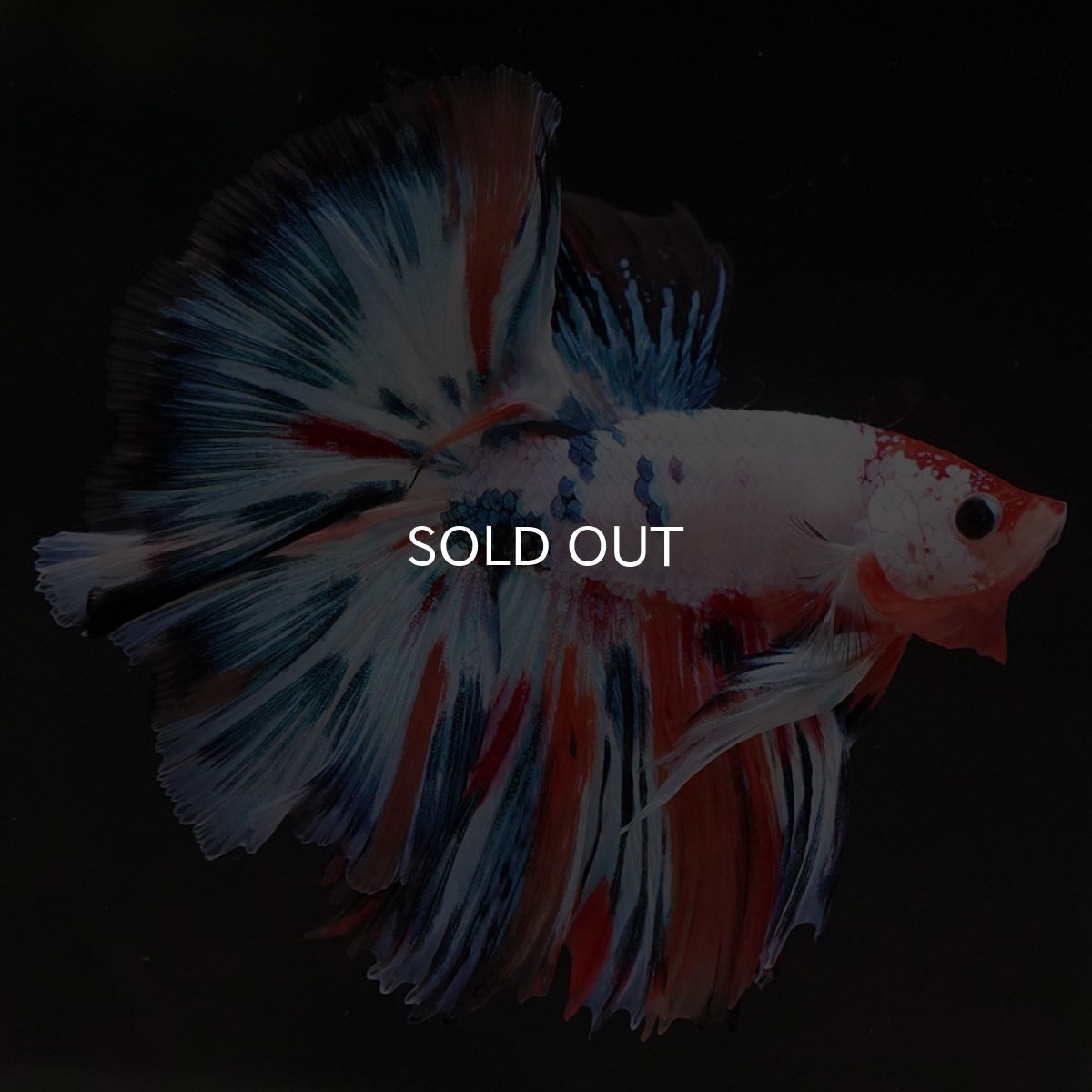 画像3: HM　キャンディレインボー (3)