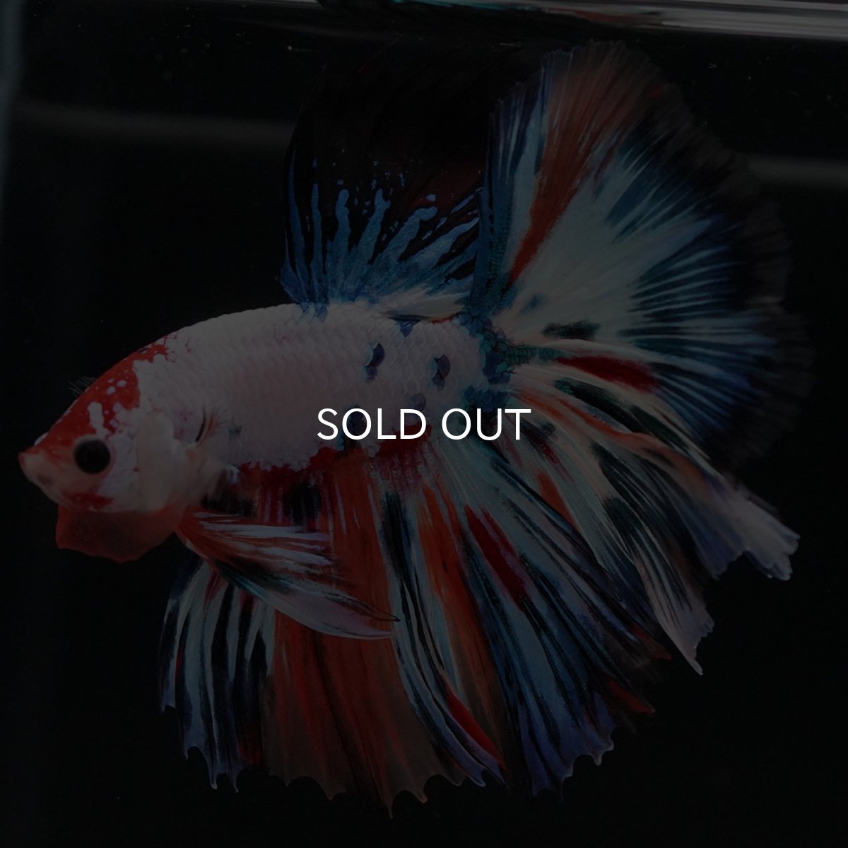 画像2: HM　キャンディレインボー (2)