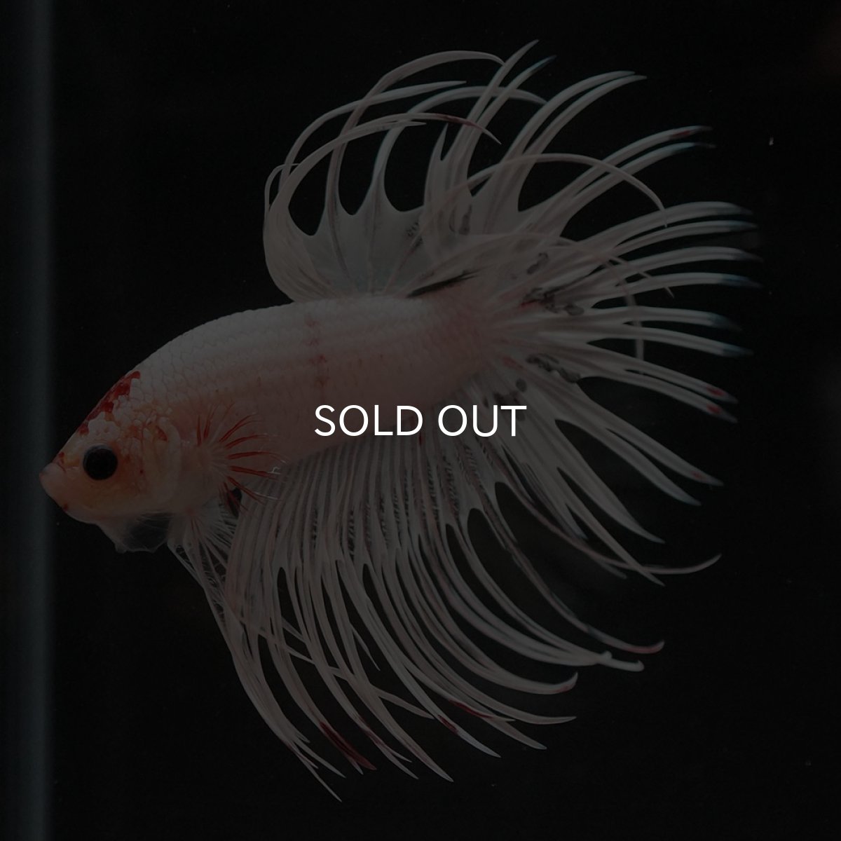 画像5: CT ホワイトファンシー (5)