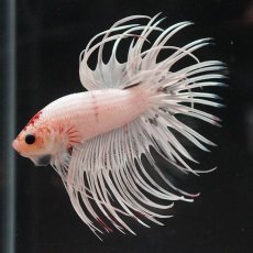 画像5: CT　ホワイトファンシー (5)