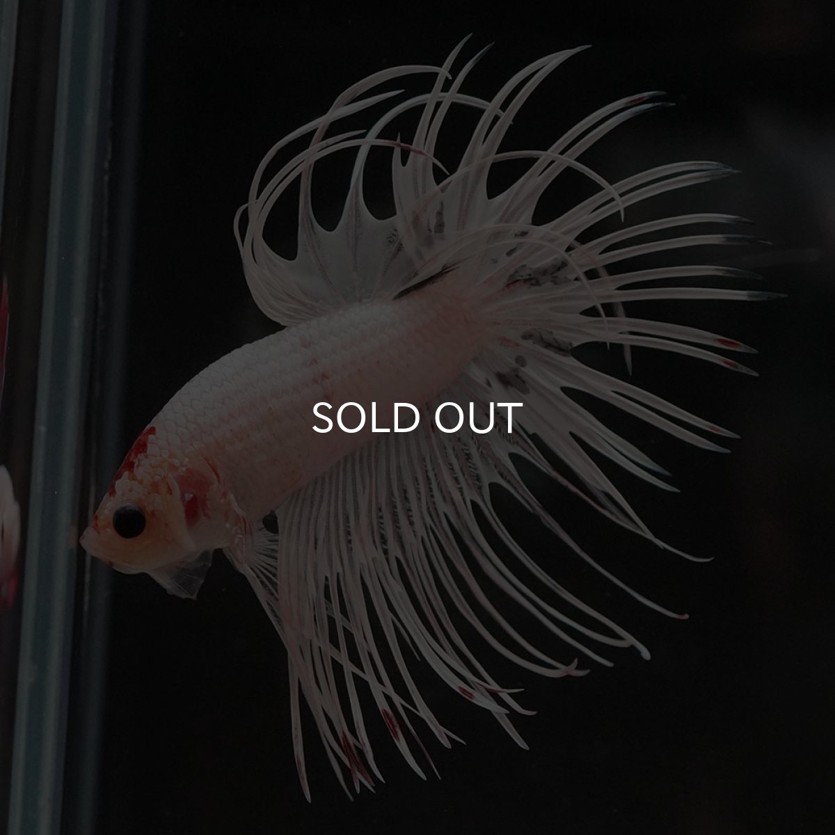 画像3: CT ホワイトファンシー (3)