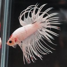 画像3: CT　ホワイトファンシー (3)
