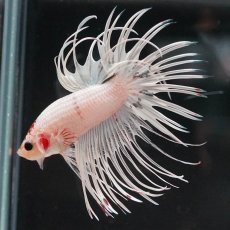 画像1: CT　ホワイトファンシー (1)