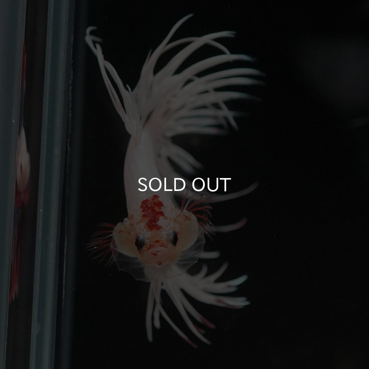 画像9: CT ホワイトファンシー (9)