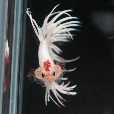 画像9: CT　ホワイトファンシー (9)