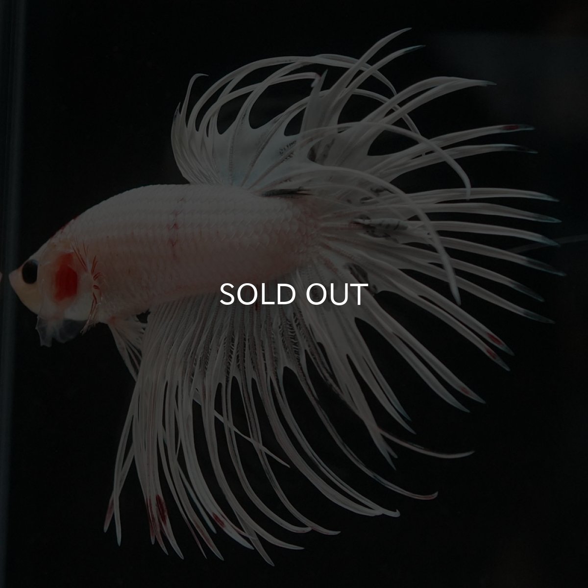 画像7: CT ホワイトファンシー (7)