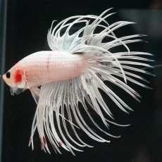画像7: CT　ホワイトファンシー (7)