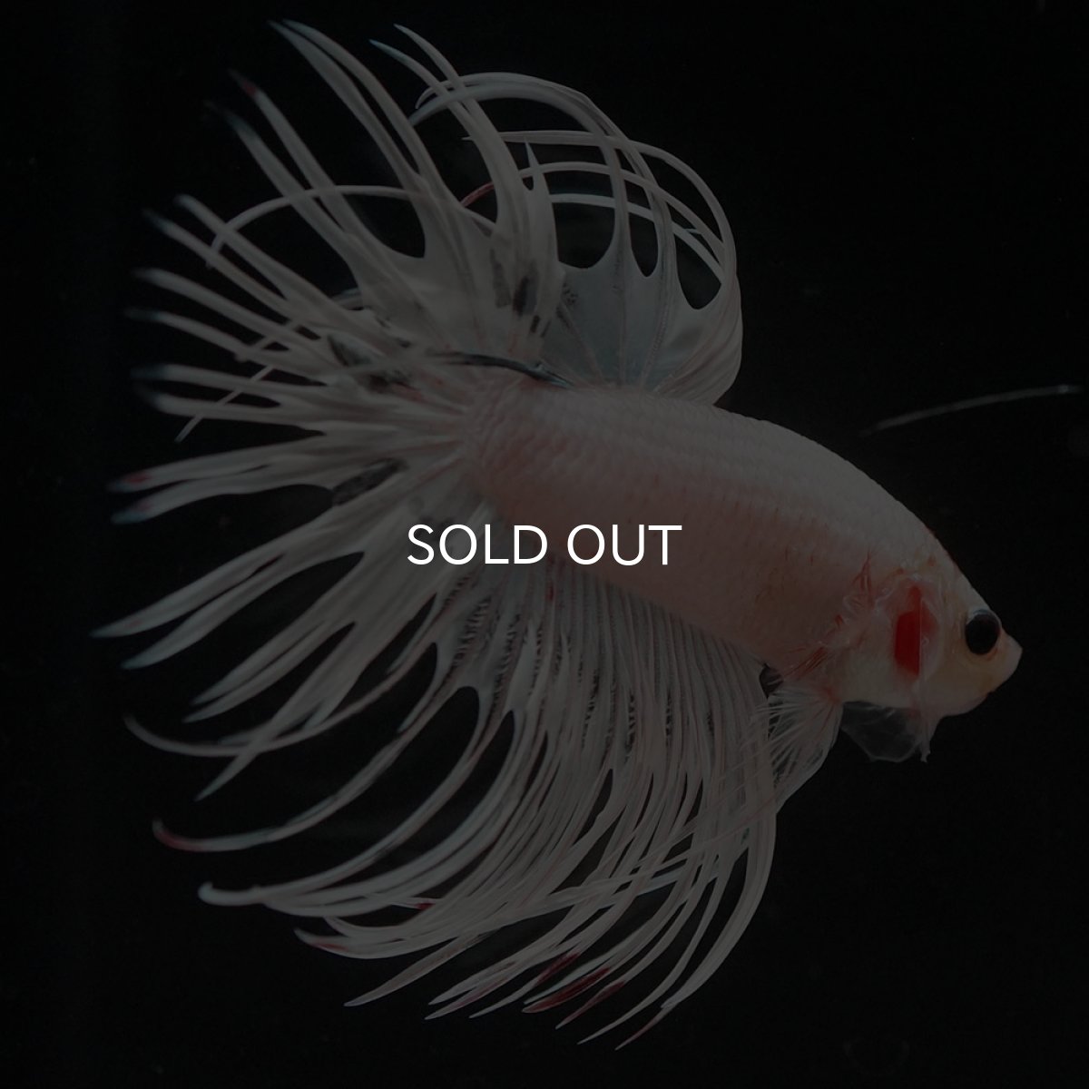 画像8: CT ホワイトファンシー (8)