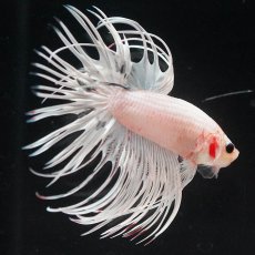 画像8: CT　ホワイトファンシー (8)