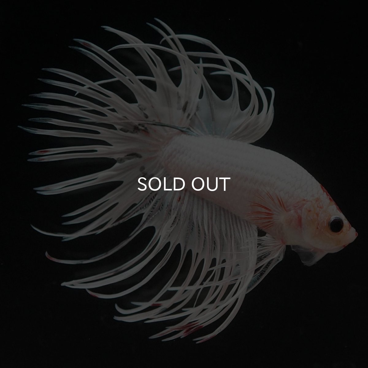 画像2: CT ホワイトファンシー (2)