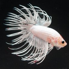 画像2: CT　ホワイトファンシー (2)