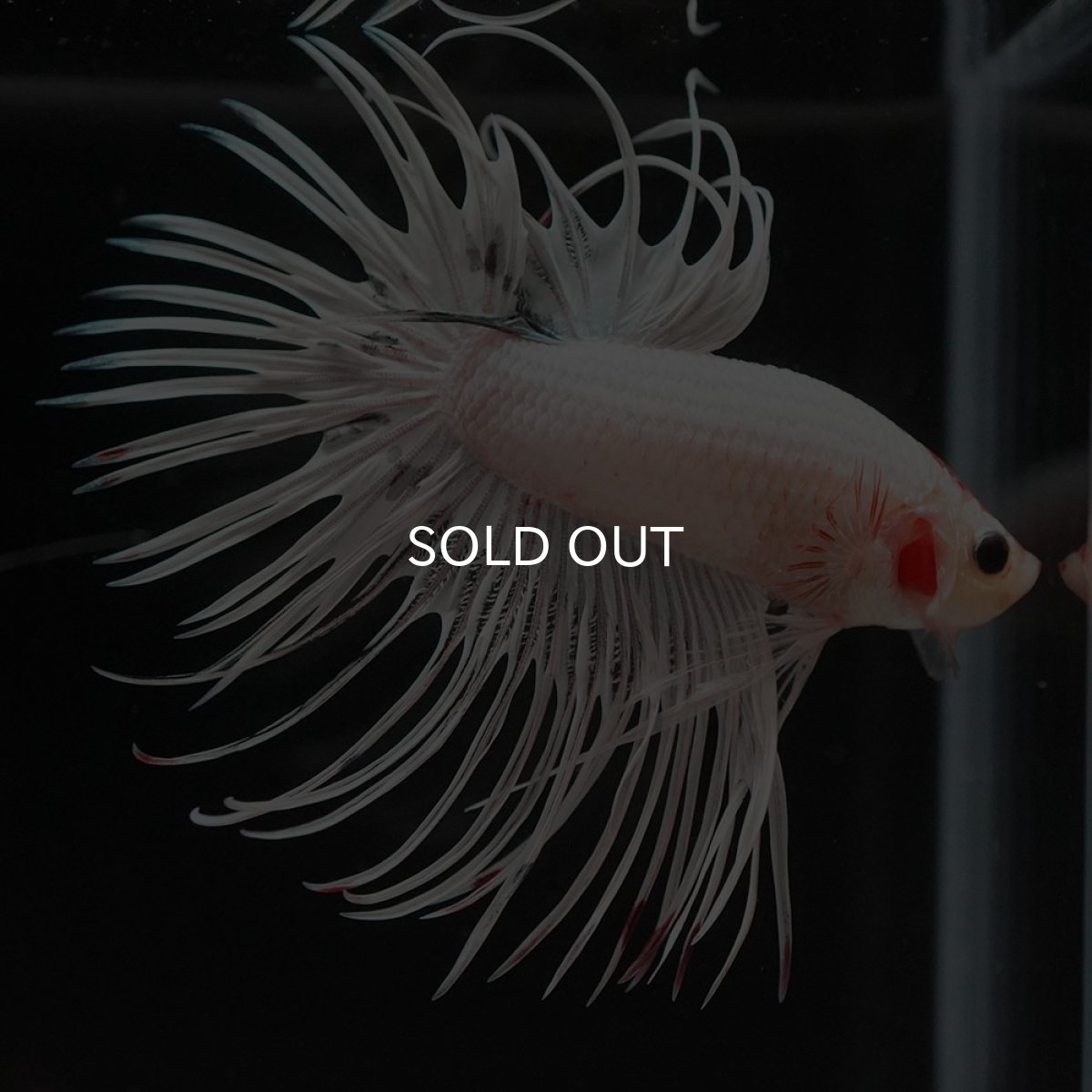 画像6: CT ホワイトファンシー (6)