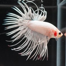 画像6: CT　ホワイトファンシー (6)