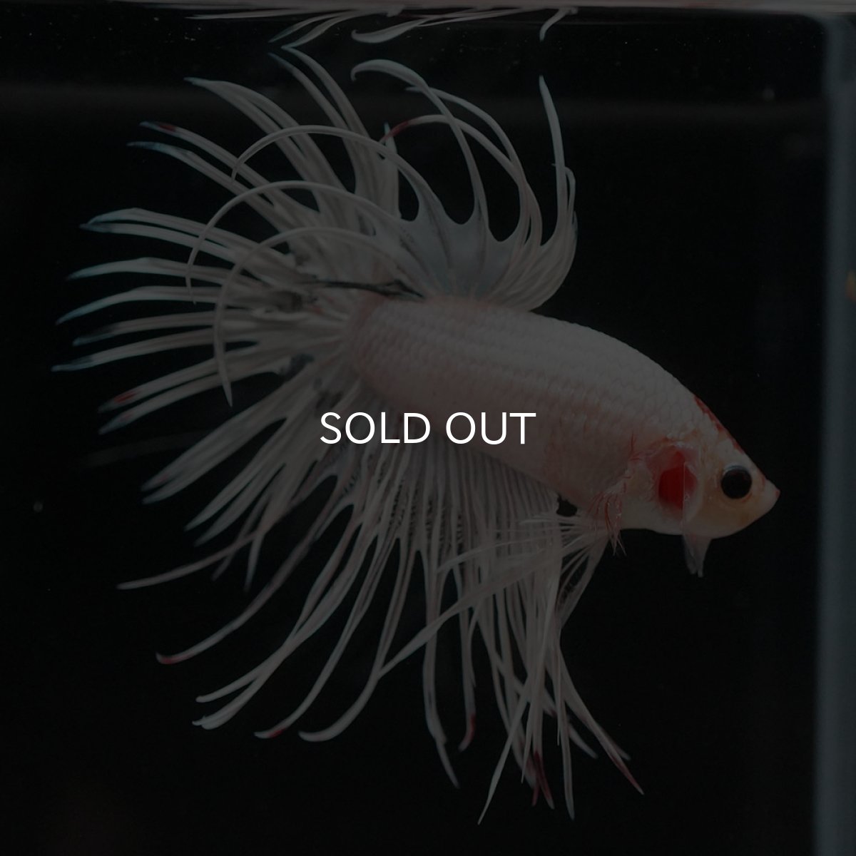 画像4: CT ホワイトファンシー (4)