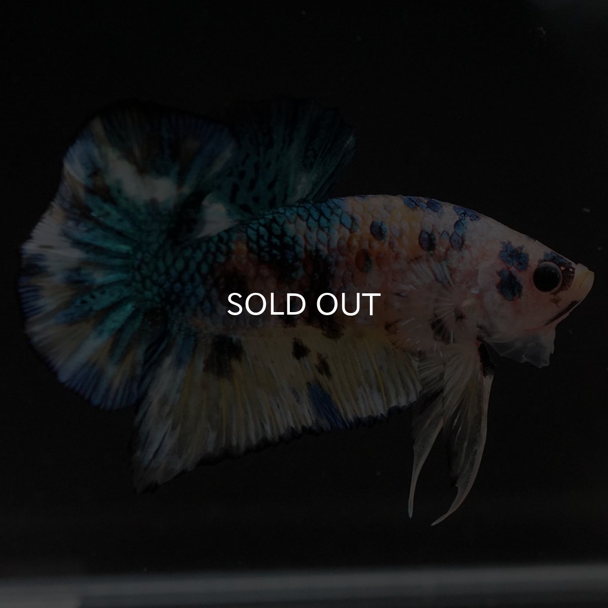 画像4: HMPK イエロータイガーギャラクシー (4)