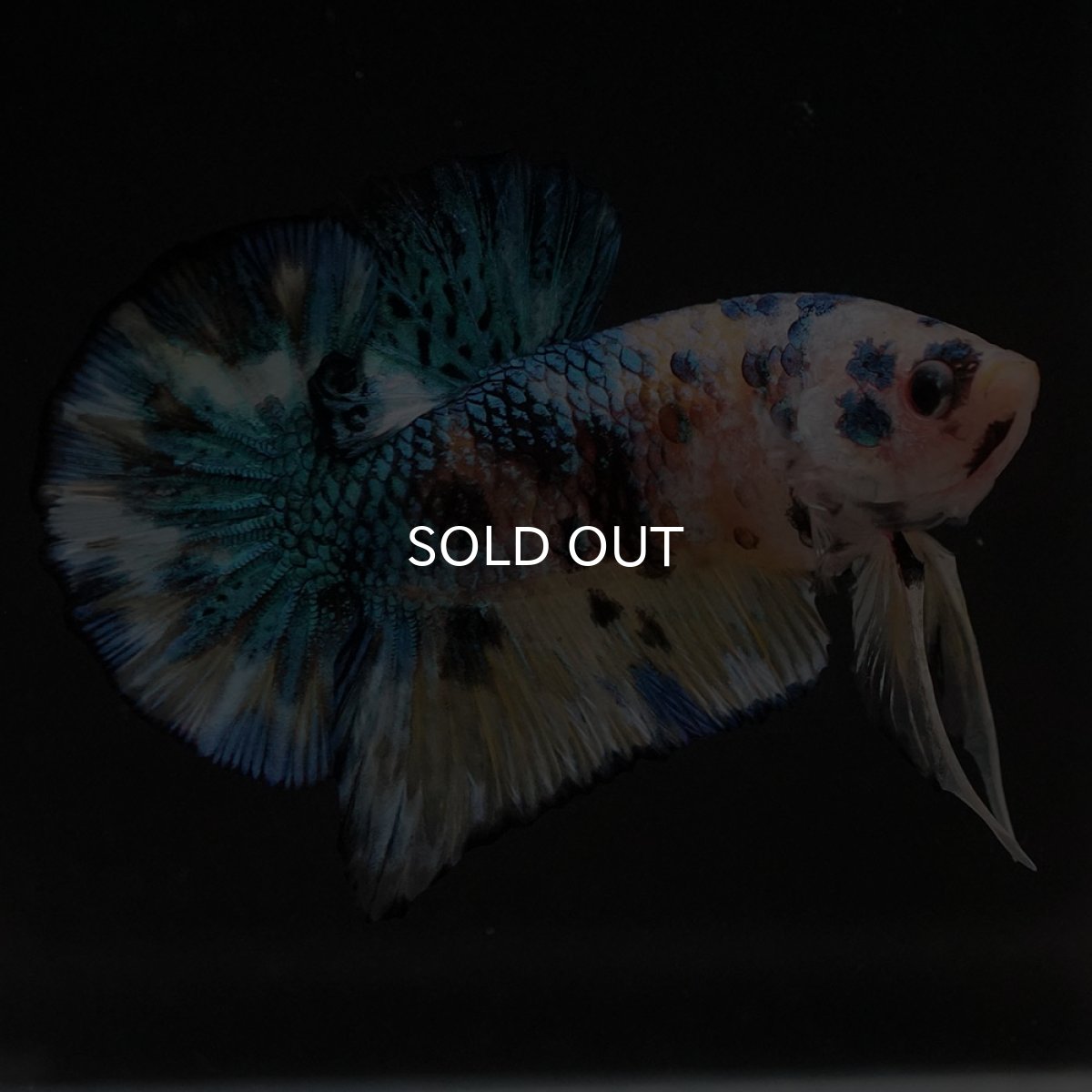 画像2: HMPK イエロータイガーギャラクシー (2)