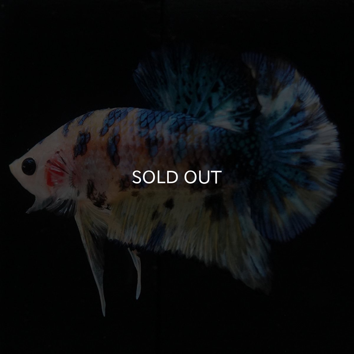 画像3: HMPK イエロータイガーギャラクシー (3)