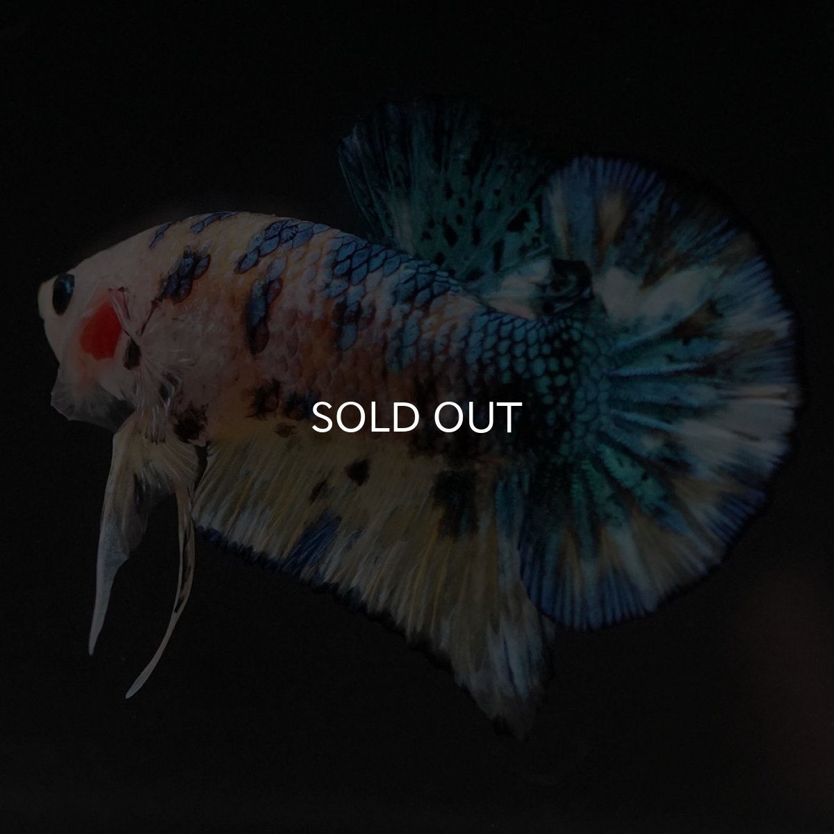 画像5: HMPK イエロータイガーギャラクシー (5)