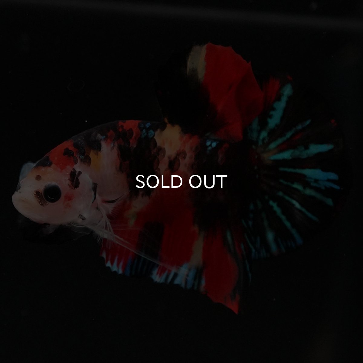 画像7: HMPK　キャンディ (7)