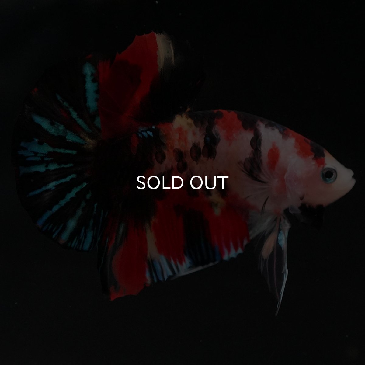 画像2: HMPK　キャンディ (2)