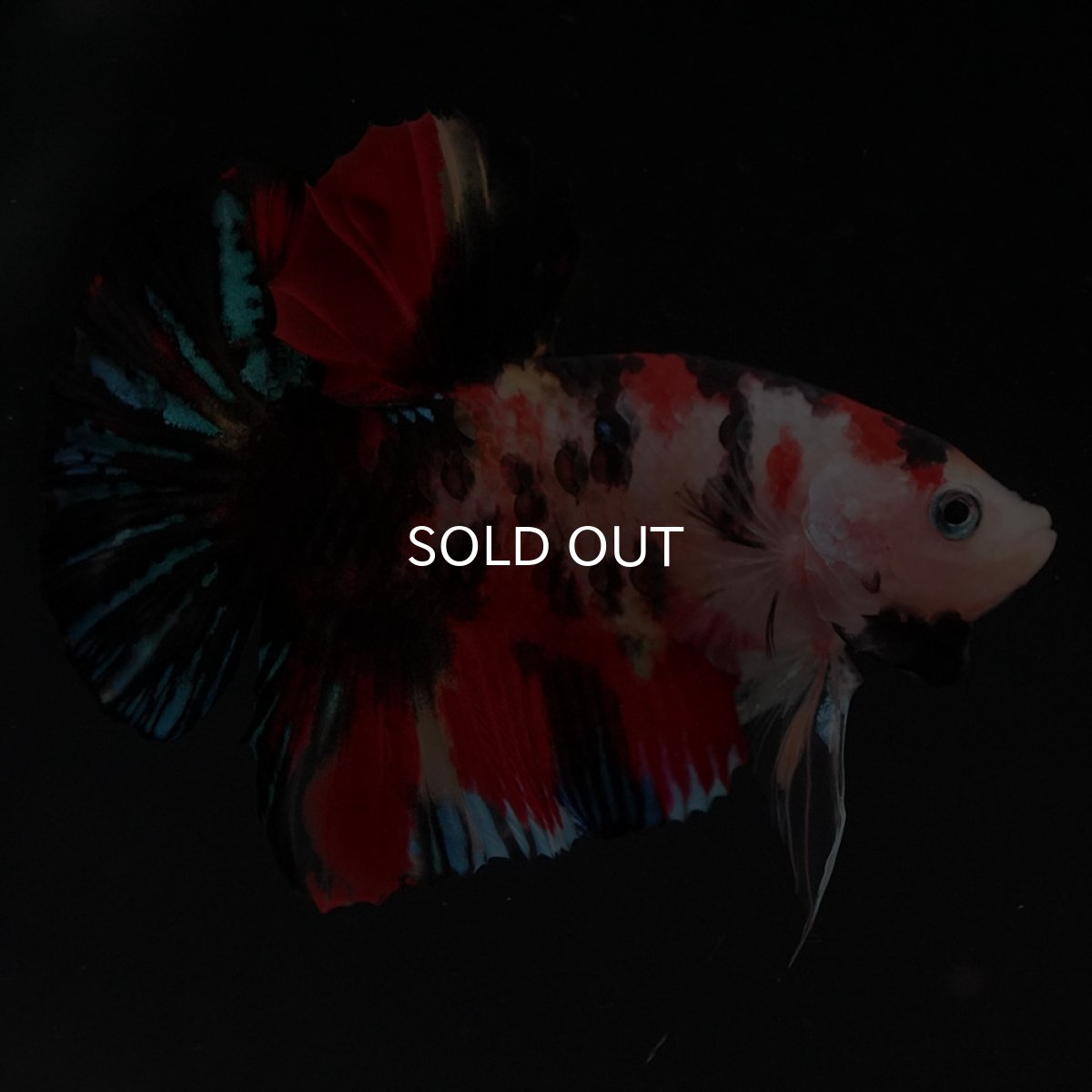 画像8: HMPK　キャンディ (8)