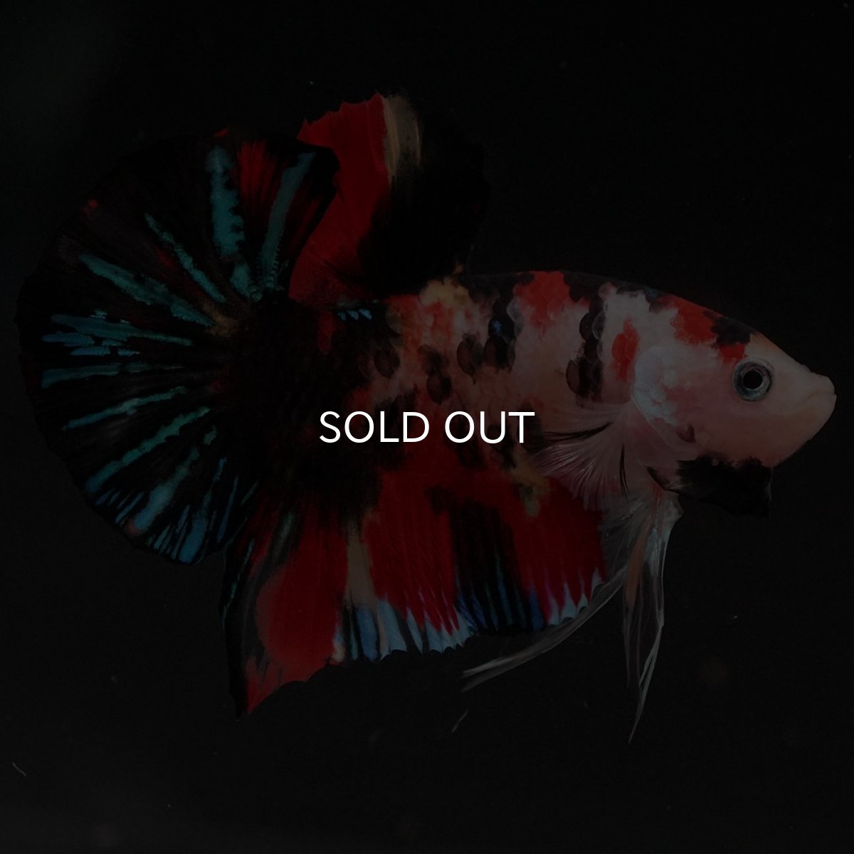 画像6: HMPK　キャンディ (6)