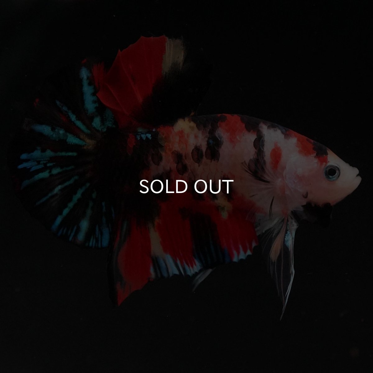 画像4: HMPK　キャンディ (4)