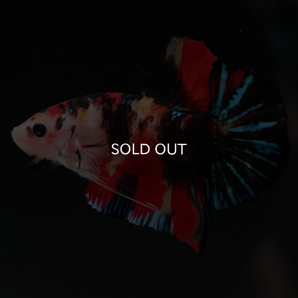 画像3: HMPK　キャンディ (3)