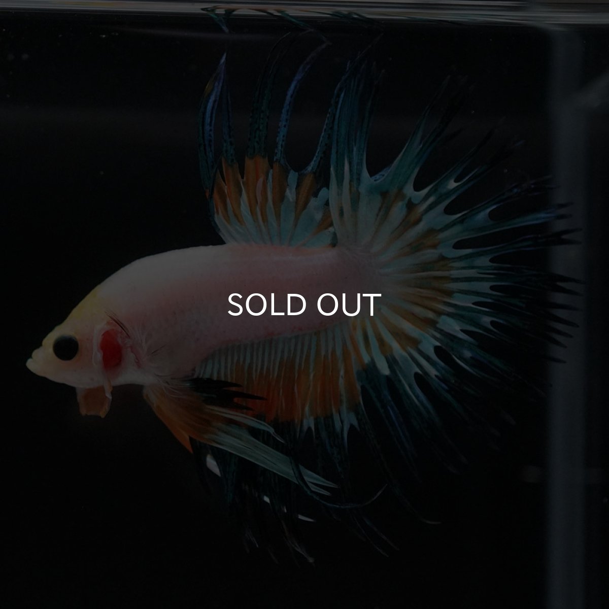 画像8: CT ホワイトファンシー (8)