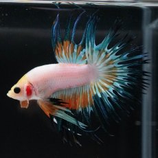 画像8: CT　ホワイトファンシー (8)