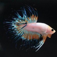 画像1: CT　ホワイトファンシー (1)