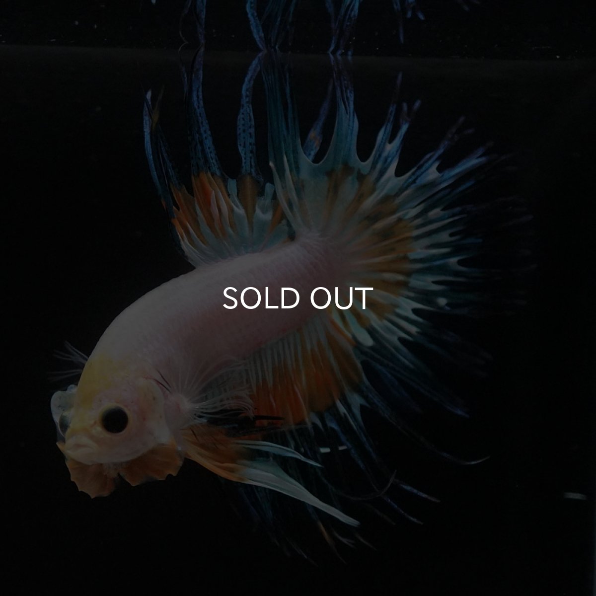 画像7: CT ホワイトファンシー (7)