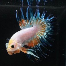 画像7: CT　ホワイトファンシー (7)