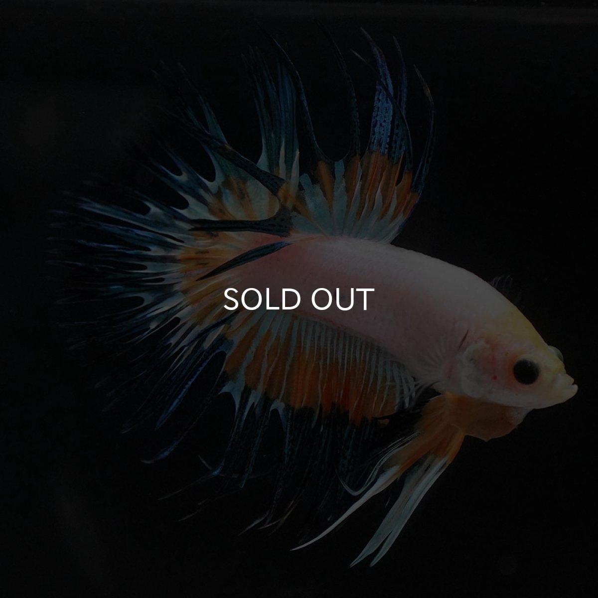 画像4: CT ホワイトファンシー (4)