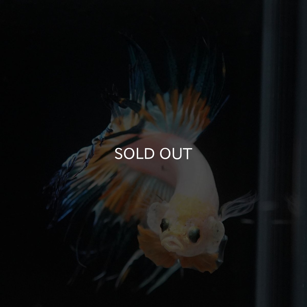 画像3: CT ホワイトファンシー (3)