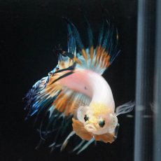 画像3: CT　ホワイトファンシー (3)